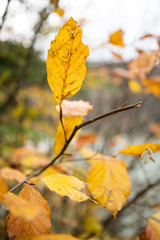Gelbe Blätter bewegen sich im Wind