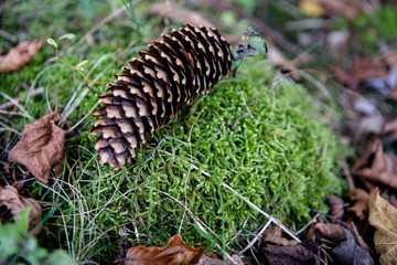 Zapfen einer Fichte auf Moos liegend im Wald