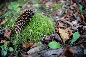 Zapfen einer Fichte auf Moos liegend im Wald