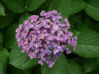 紫陽花