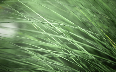 Roadside grasses can beautify the road with colorful flowers.