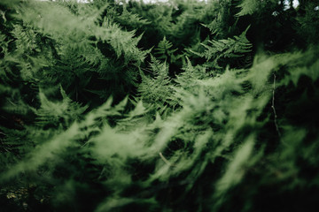 Close up asparagus setaceus in a playground