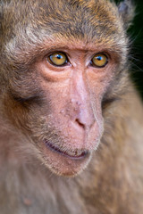 Obraz premium The behavior of monkeys every day varies.