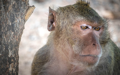 The behavior of monkeys every day varies.