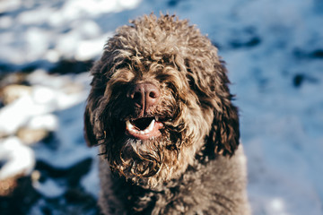 .Funny and sweet brown spanish water dog playing in the snow a nice winter day. Walking through the mountains while having fun. Lifestyle. Pet friendly.