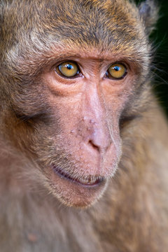The behavior of monkeys every day varies.