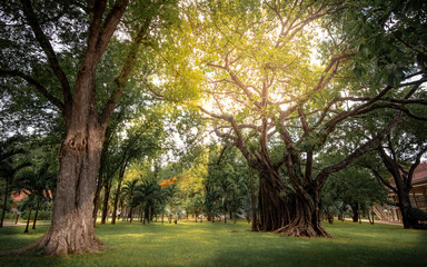 On a bright day amongst the trees in the park with morning sun.