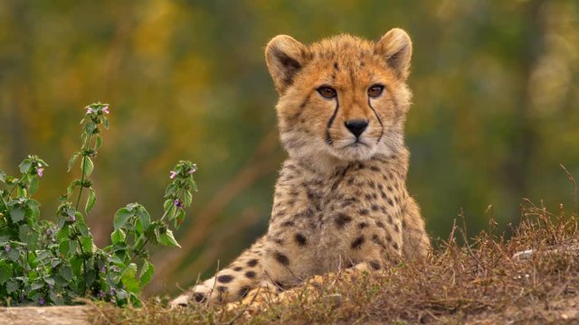 Watchful juvenile cheetah 