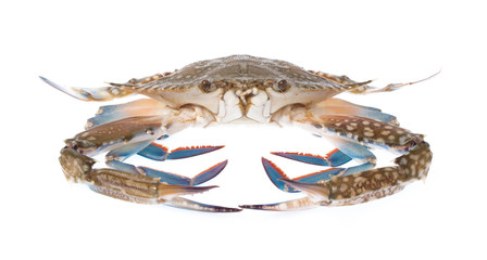 fresh crab isolated on white background.