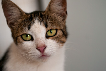 light-colored cat with green eyes