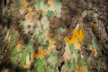 Closeup of Seamless Old tree bark background texture pattern