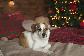 Beautiful puppy posing on a bed near a Christmas tree, holiday concept