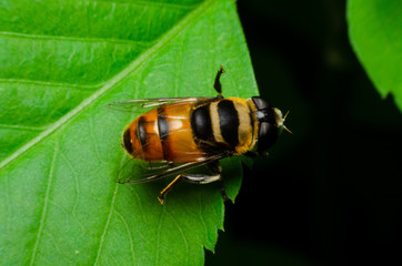 macro of hoverfly in nature garden