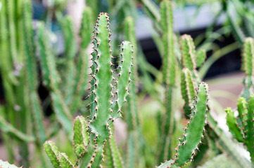 Cactus on the rocky decorative flowerbed. The Latin name is Euphorbia trigona