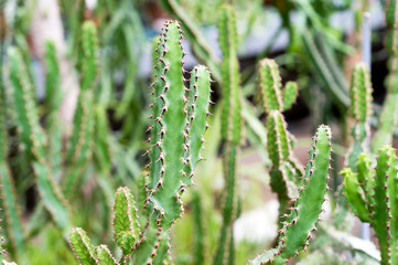 Cactus on the rocky decorative flowerbed. The Latin name is Euphorbia trigona