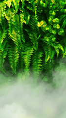 Fototapety  Pionowy ogród z tropikalnym zielonym liściem z mgłą i deszczem.