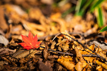 秋のもみじ　autumn leaves
