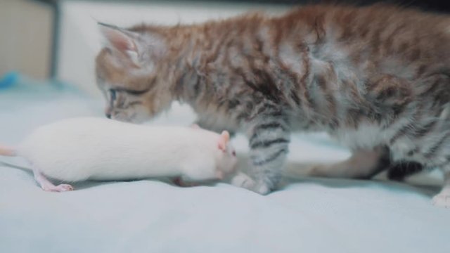 little gray kitten cat and white rat sniffing each other. funny rare video rat mouse and little cute kitty friendship lifestyle pets a concept
