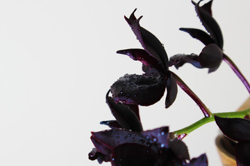 dark black orchid flower on a light background