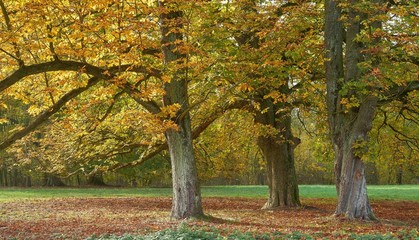 Group of trees, horse chestnut in autumn. Aesculus hippocastanum.