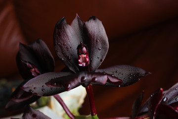 orchid flower dark burgundy brown background