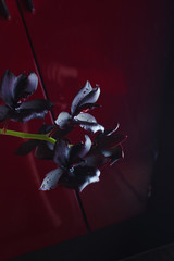 orchid flower dark burgundy red background