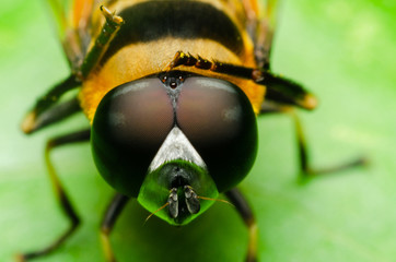 macro of hoverfly in nature garden