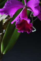 pink purple orchid flower on dark background