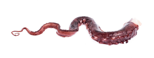 Octopus arm isolated on white background © cloud7days