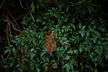 山の植物