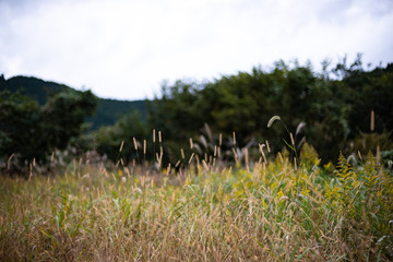 秋の野原