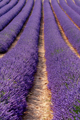 Fototapeta na wymiar field of lavender