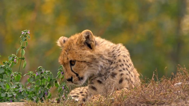 Sleepy juvenile cheetah (Acinonyx jubatus)