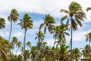Fototapeta na wymiar série de coqueiros num céu azul, na bahia