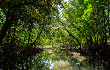 Fototapeta na wymiar Mangrove Trees Thailand