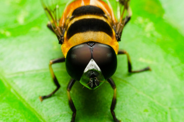 macro of hoverfly in nature garden