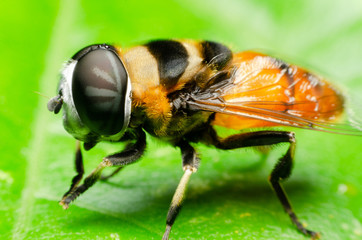 macro of hoverfly in nature garden