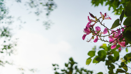 pink flower in my garden