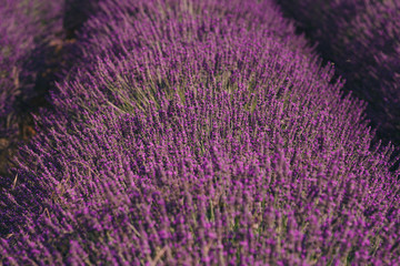 Obraz na płótnie Canvas purple lavender background