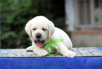 the little labrador puppy on a blue background