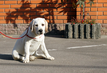 a yellow labrador in the park