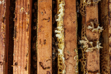 Open beehive with bees are crawling along the hive on honeycomb wooden frame. Apiculture concept