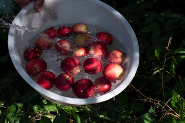 Washing apples