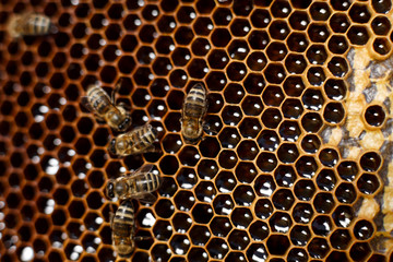 Natural color close up honeycomb in wooden beehive with bees on it. Apiculture concept
