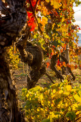 Autumn Vineyard
