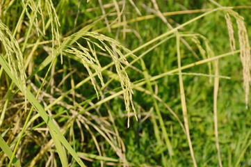 rice paddy growing on branch in farm Thailand