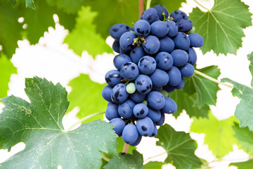 grape bunch, very shallow focus beautiful summer