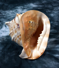Cockleshells © Tatiana Morozova