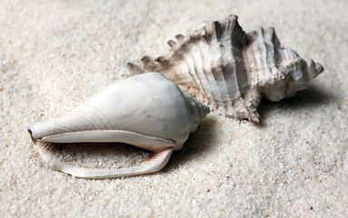 Shells © Tatiana Morozova