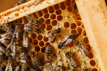 close up honeycomb in wooden frame with bees on it. Apiculture concept